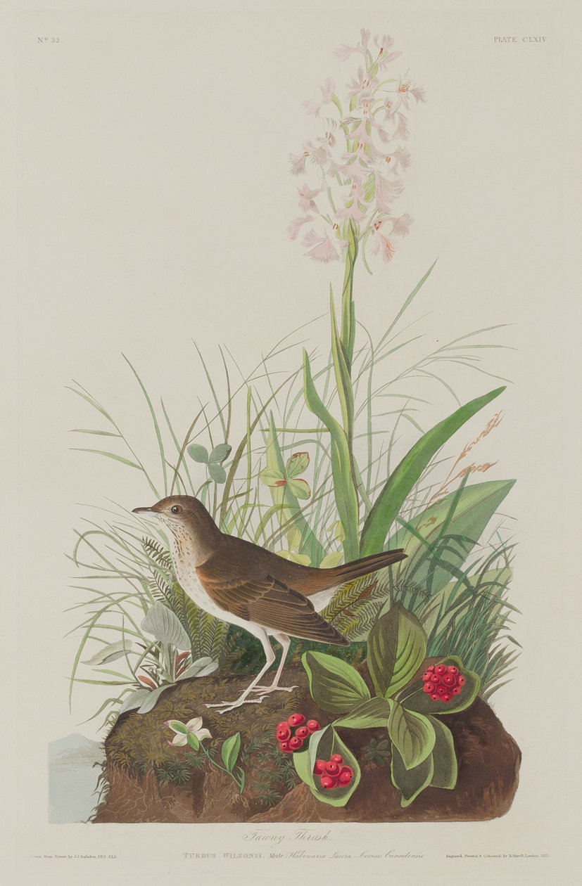 Tordo Tawny de Robert Havell after John James Audubon