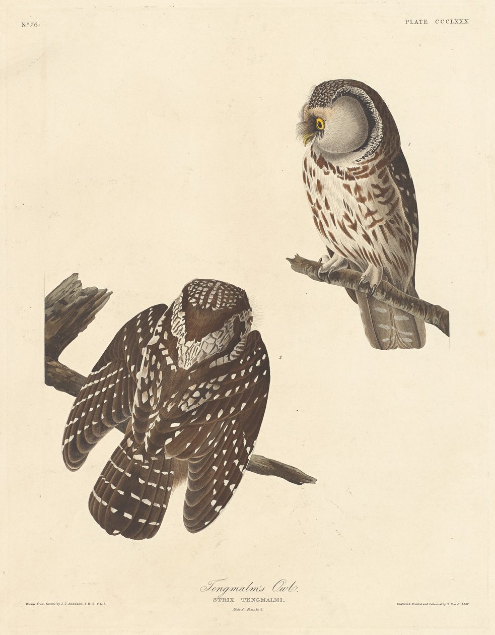 Coruja de Tengmalm de Robert Havell after John James Audubon