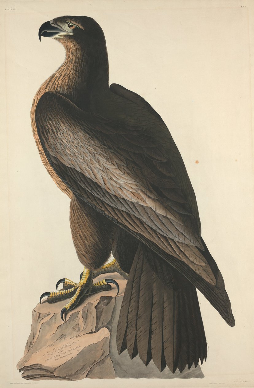 O pássaro de Washington ou Great American Sea Eagle de Robert Havell after John James Audubon