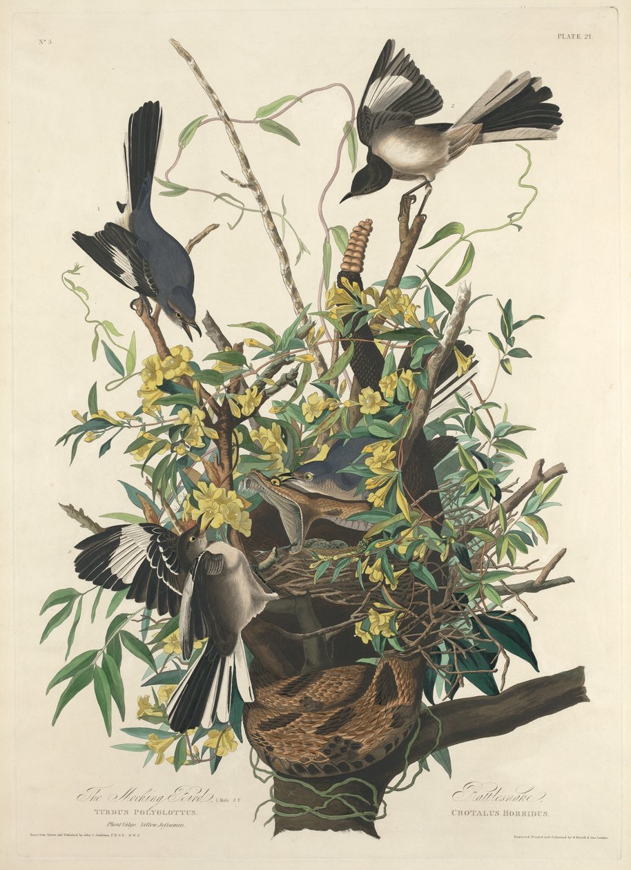 O pássaro zombeteiro de Robert Havell after John James Audubon