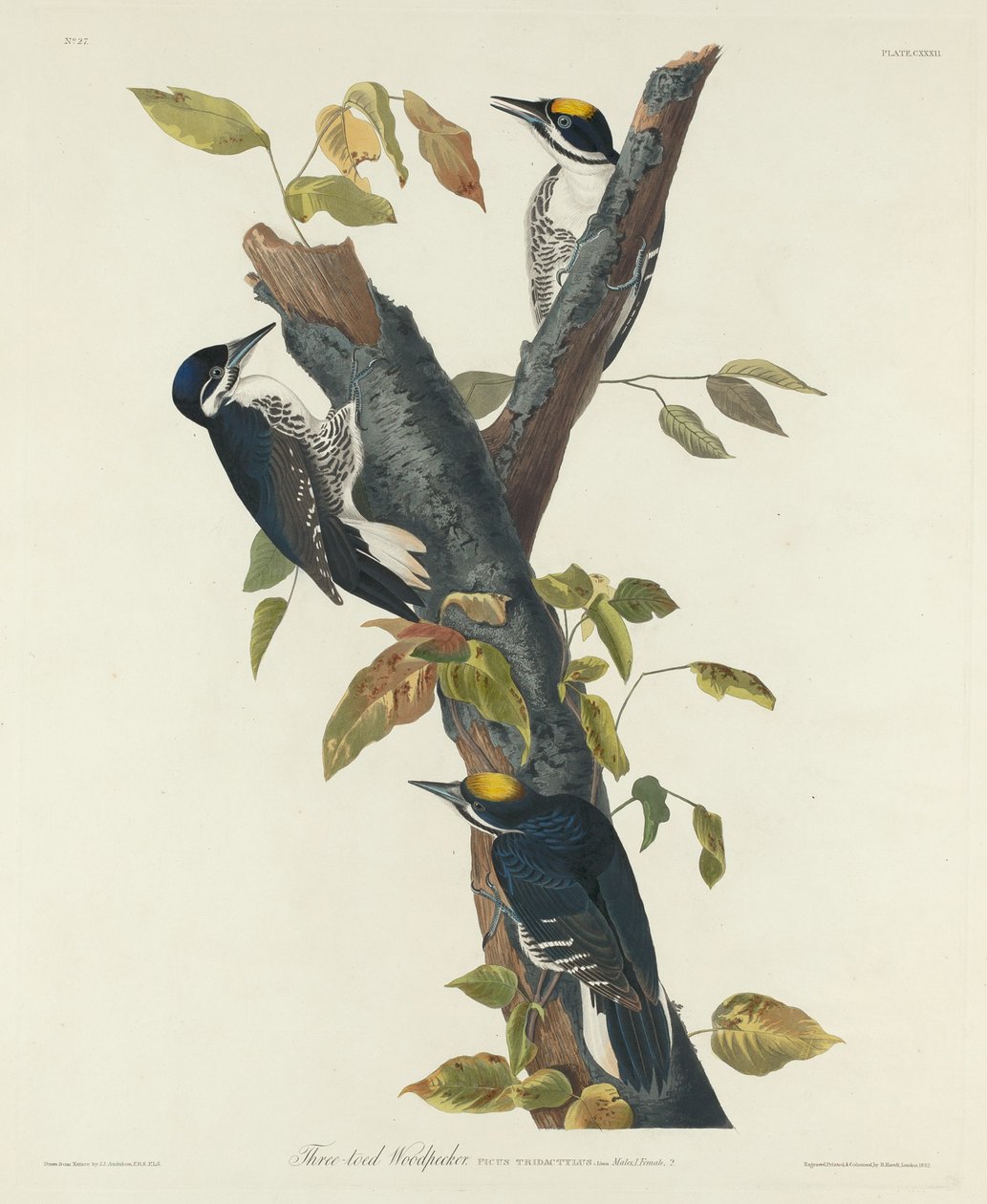 Pica-pau de três dedos de Robert Havell after John James Audubon