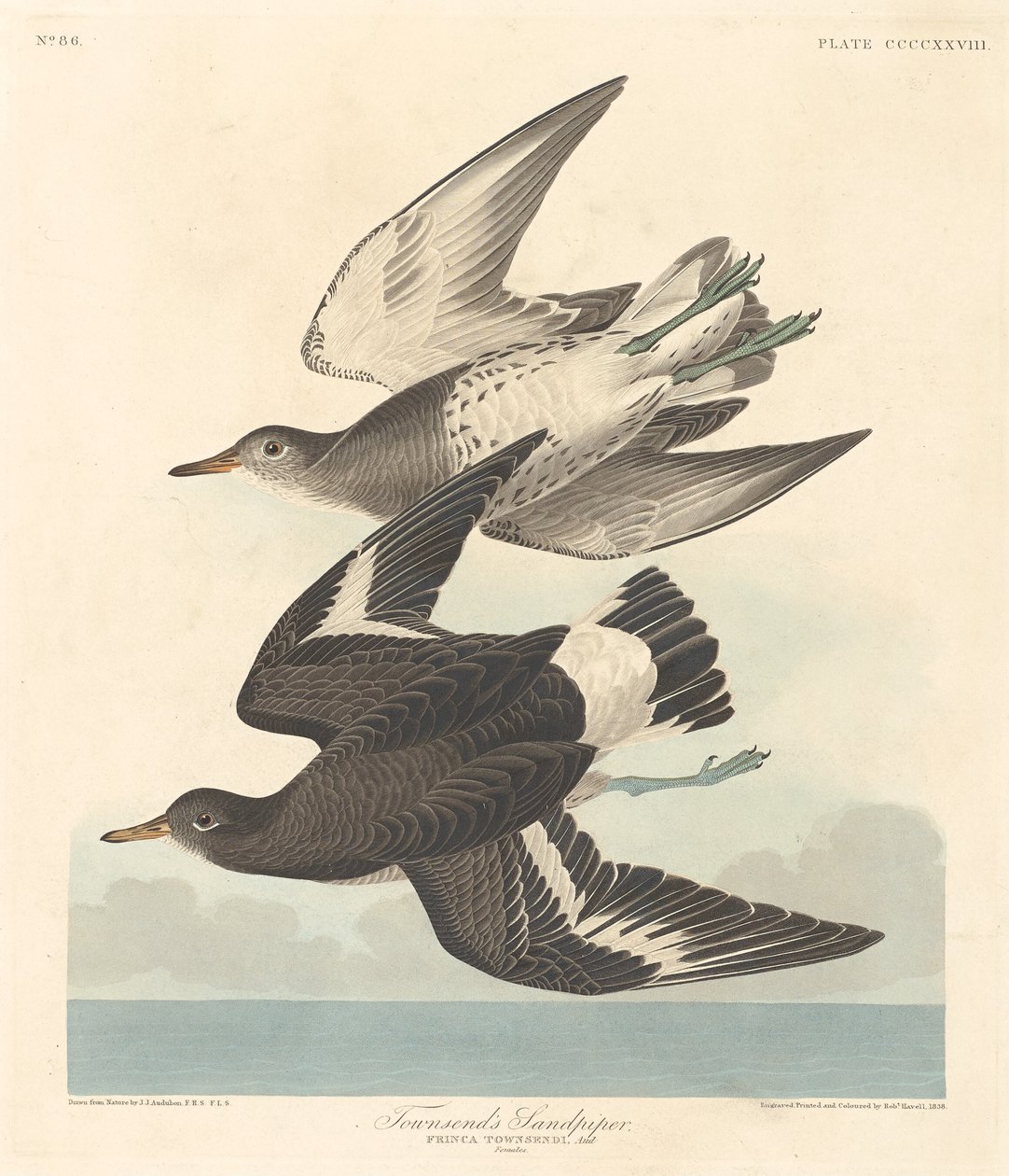 Maçarico de Townsend de Robert Havell after John James Audubon