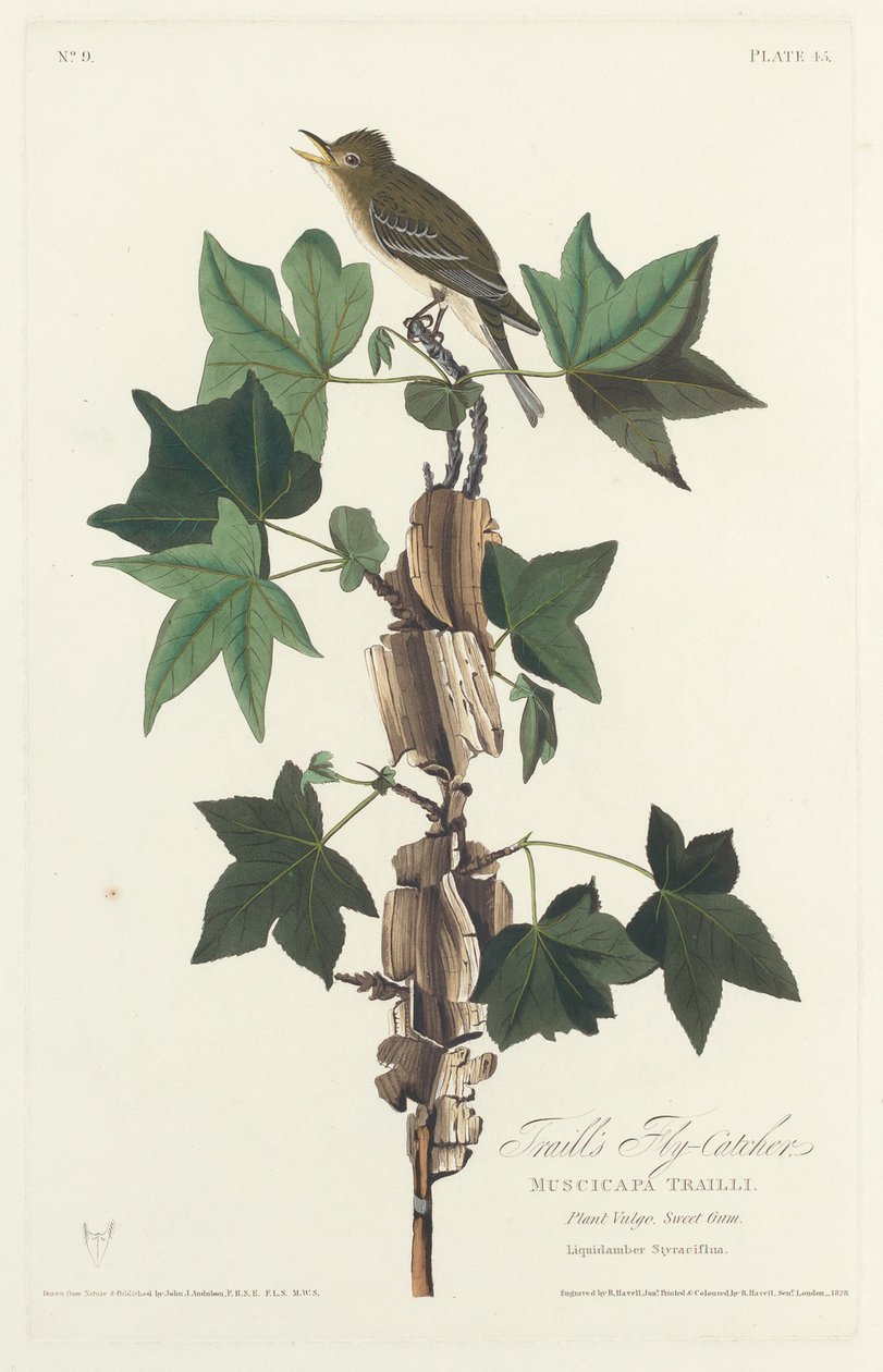 Papa-moscas de Traill de Robert Havell after John James Audubon