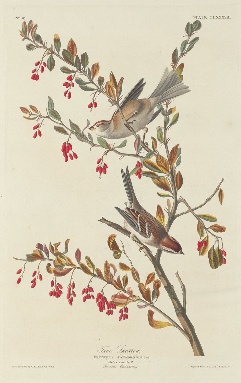Pardal de Robert Havell after John James Audubon