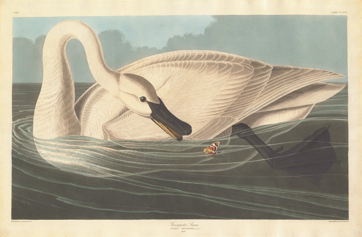 Cisne Trompetista de Robert Havell after John James Audubon