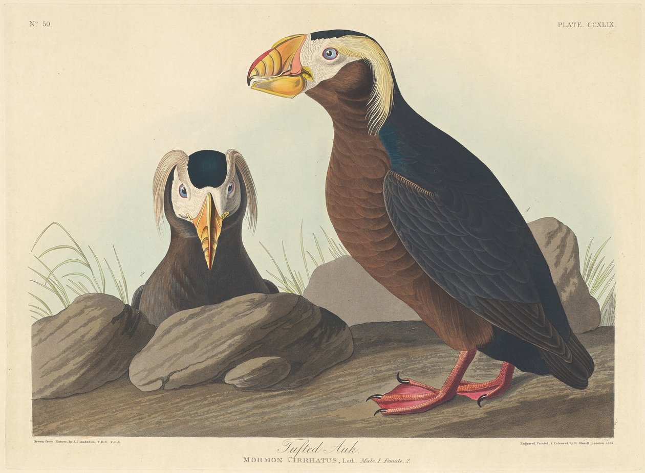 tufo de arau de Robert Havell after John James Audubon