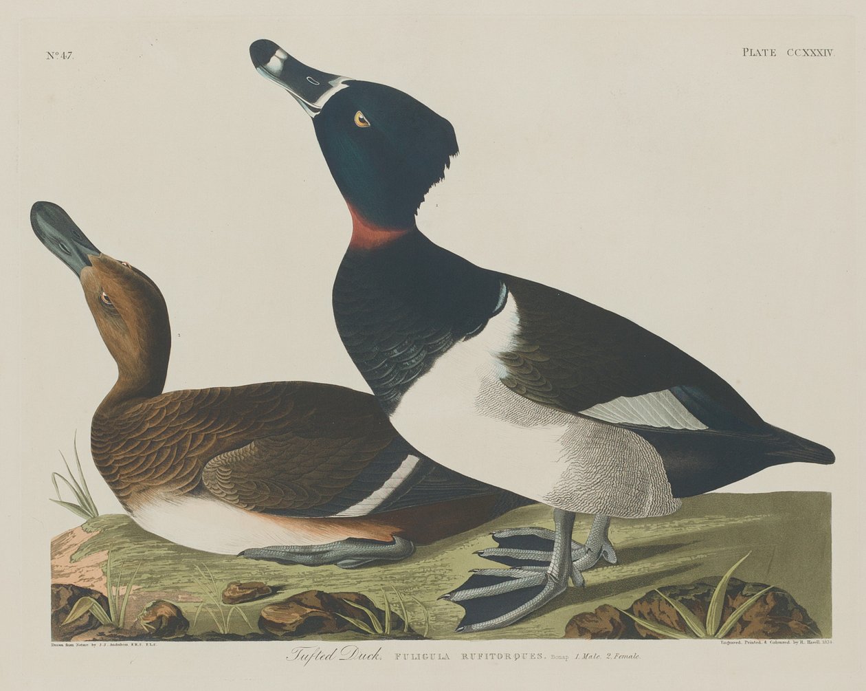 Pato Tufado de Robert Havell after John James Audubon