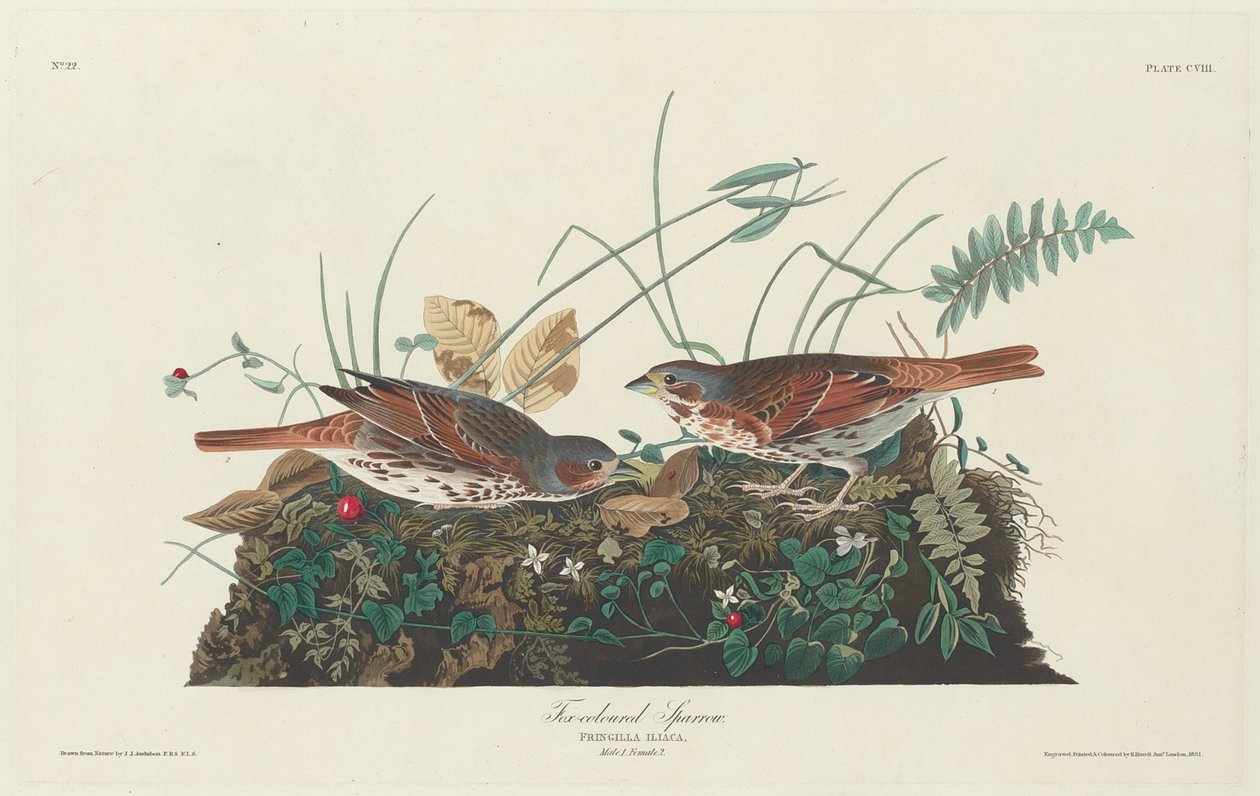 Pardal de duas cores de Robert Havell after John James Audubon