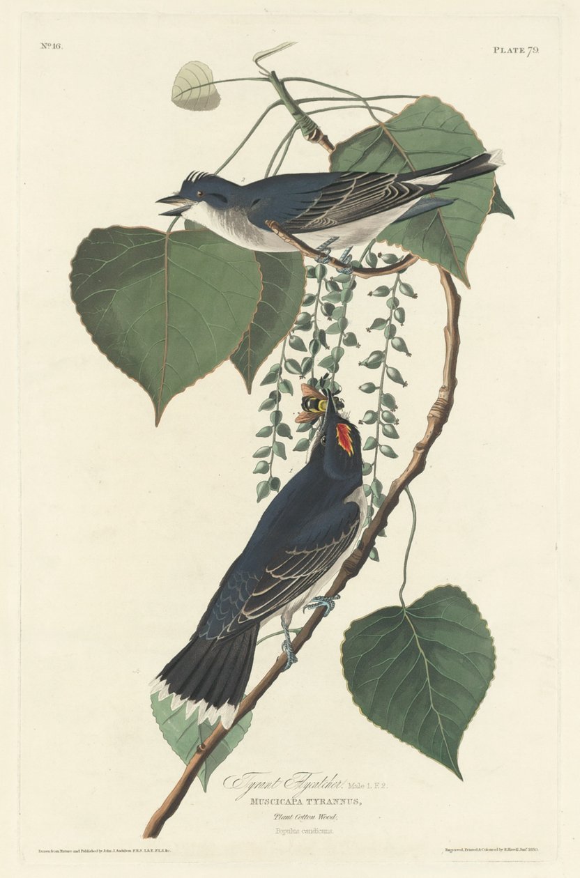 Tira-moscas de Robert Havell after John James Audubon