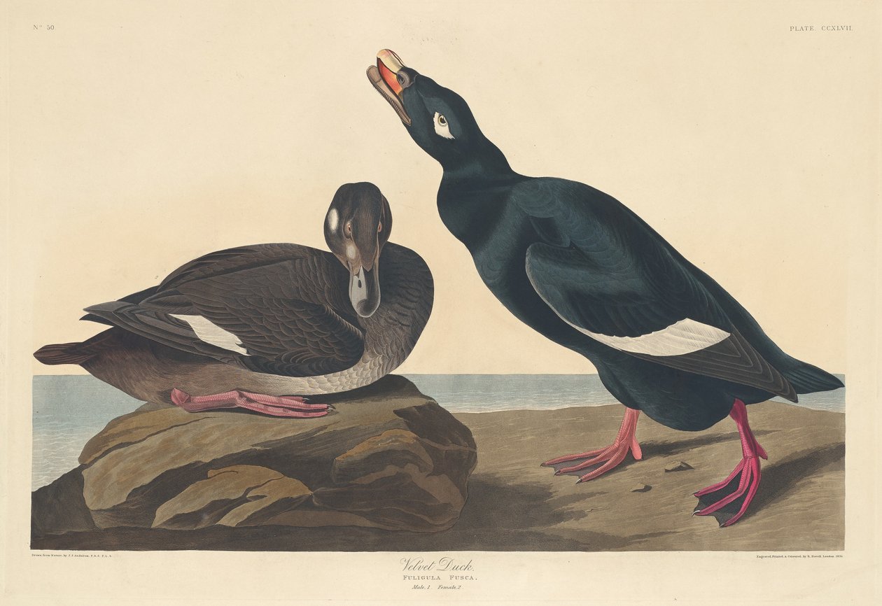 Pato de veludo de Robert Havell after John James Audubon