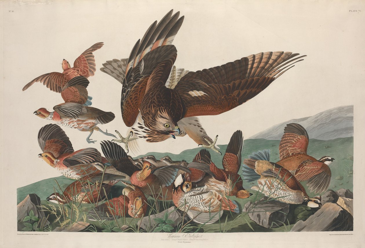 Perdiz da Virgínia de Robert Havell after John James Audubon