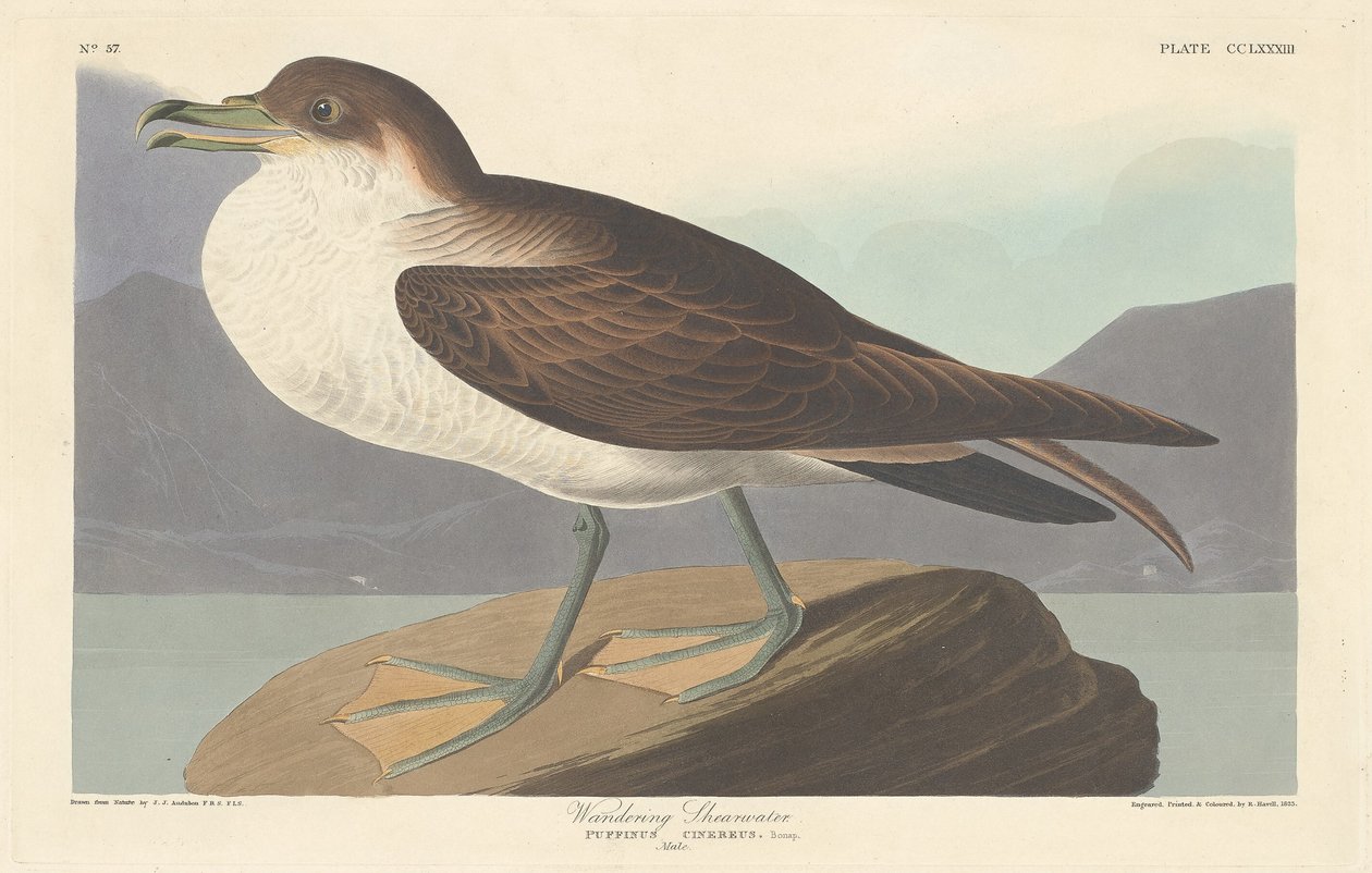 Cagarro errante de Robert Havell after John James Audubon