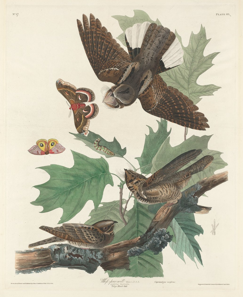Chicote-pobre-vontade de Robert Havell after John James Audubon