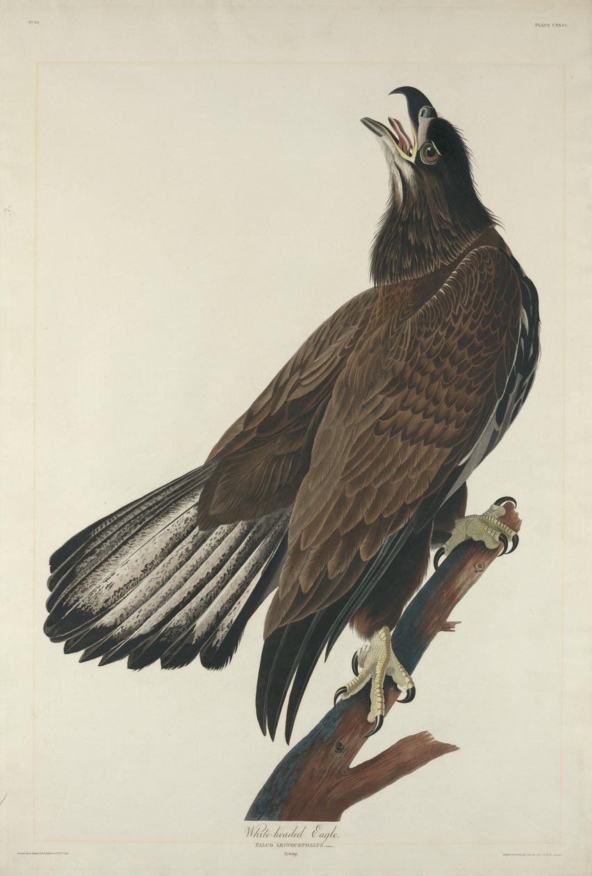 Águia de cabeça branca de Robert Havell after John James Audubon
