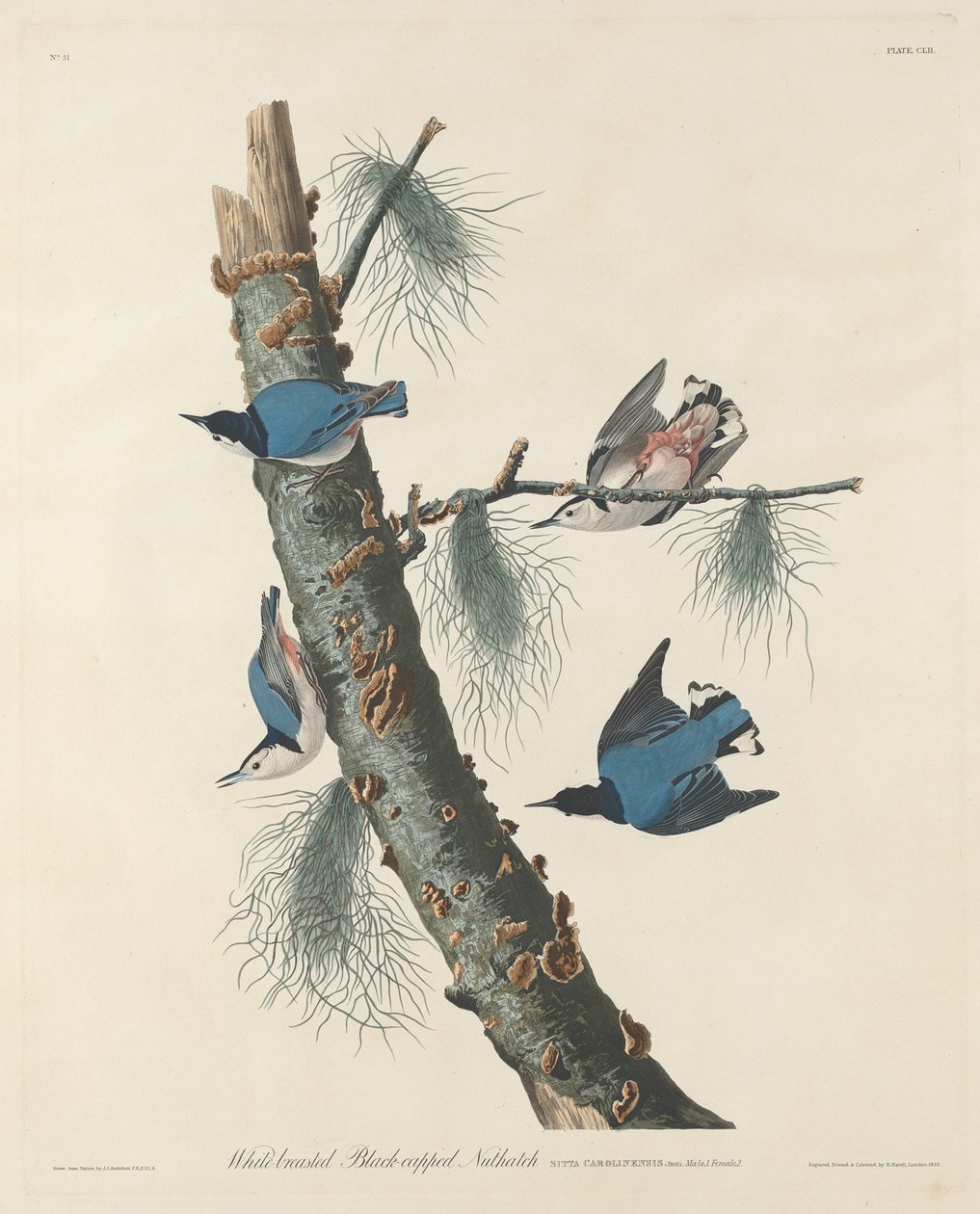 Nuthatch de peito branco de tampa preta de Robert Havell after John James Audubon