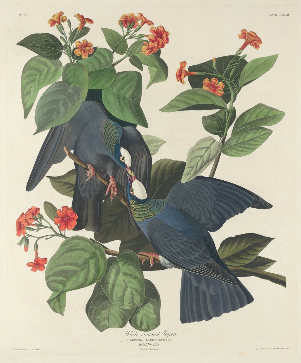 Pombo-de-coroa-branca de Robert Havell after John James Audubon