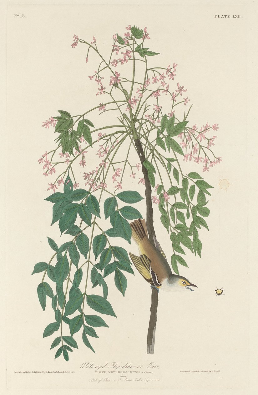 Apanhador de moscas de olhos brancos de Robert Havell after John James Audubon