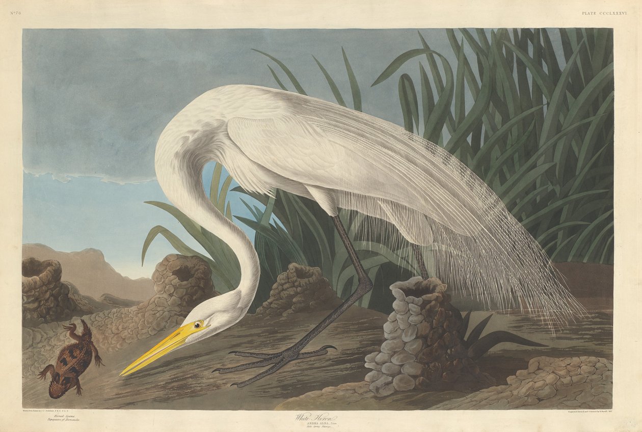 Garça Branca de Robert Havell after John James Audubon