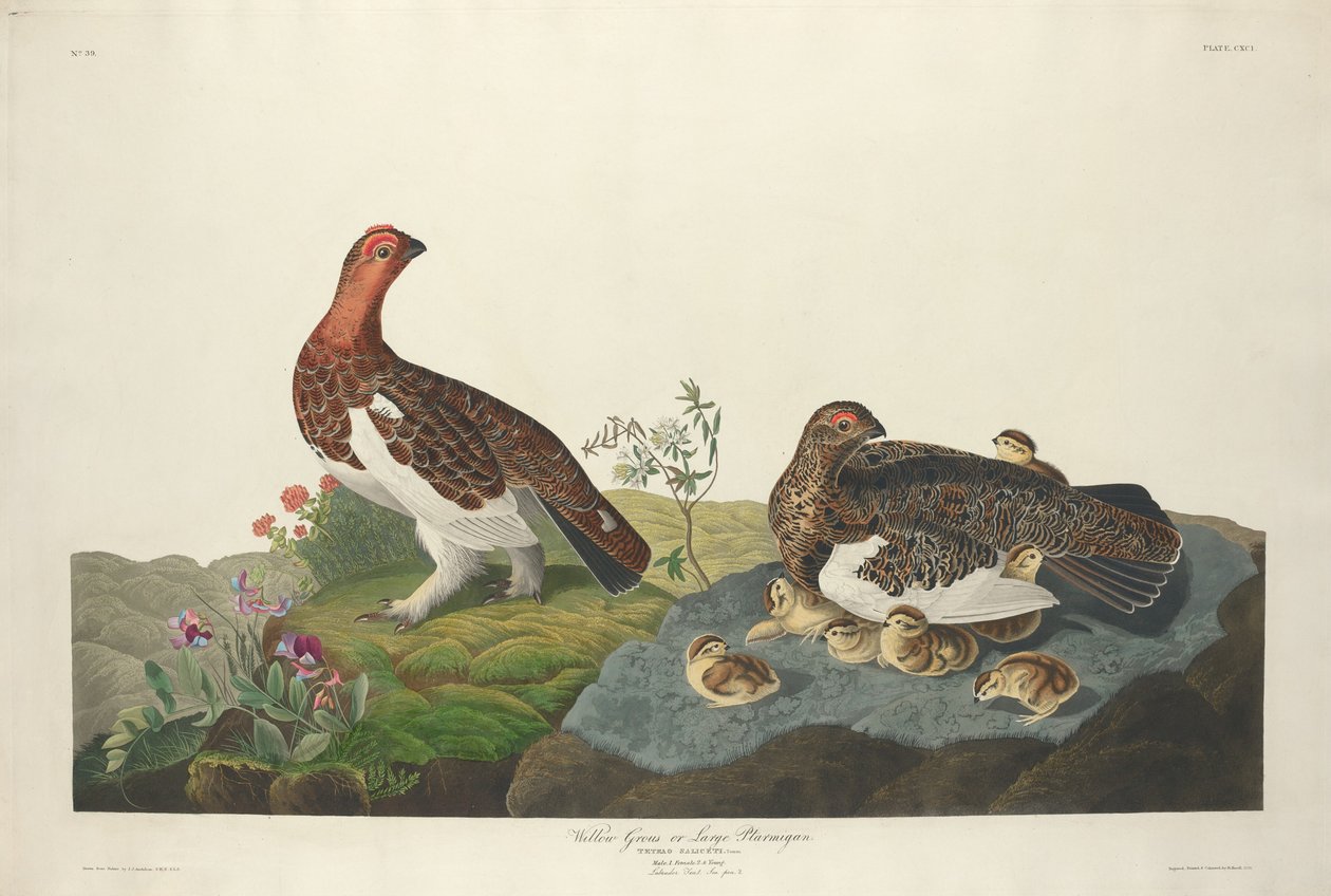 Galinha do Salgueiro de Robert Havell after John James Audubon