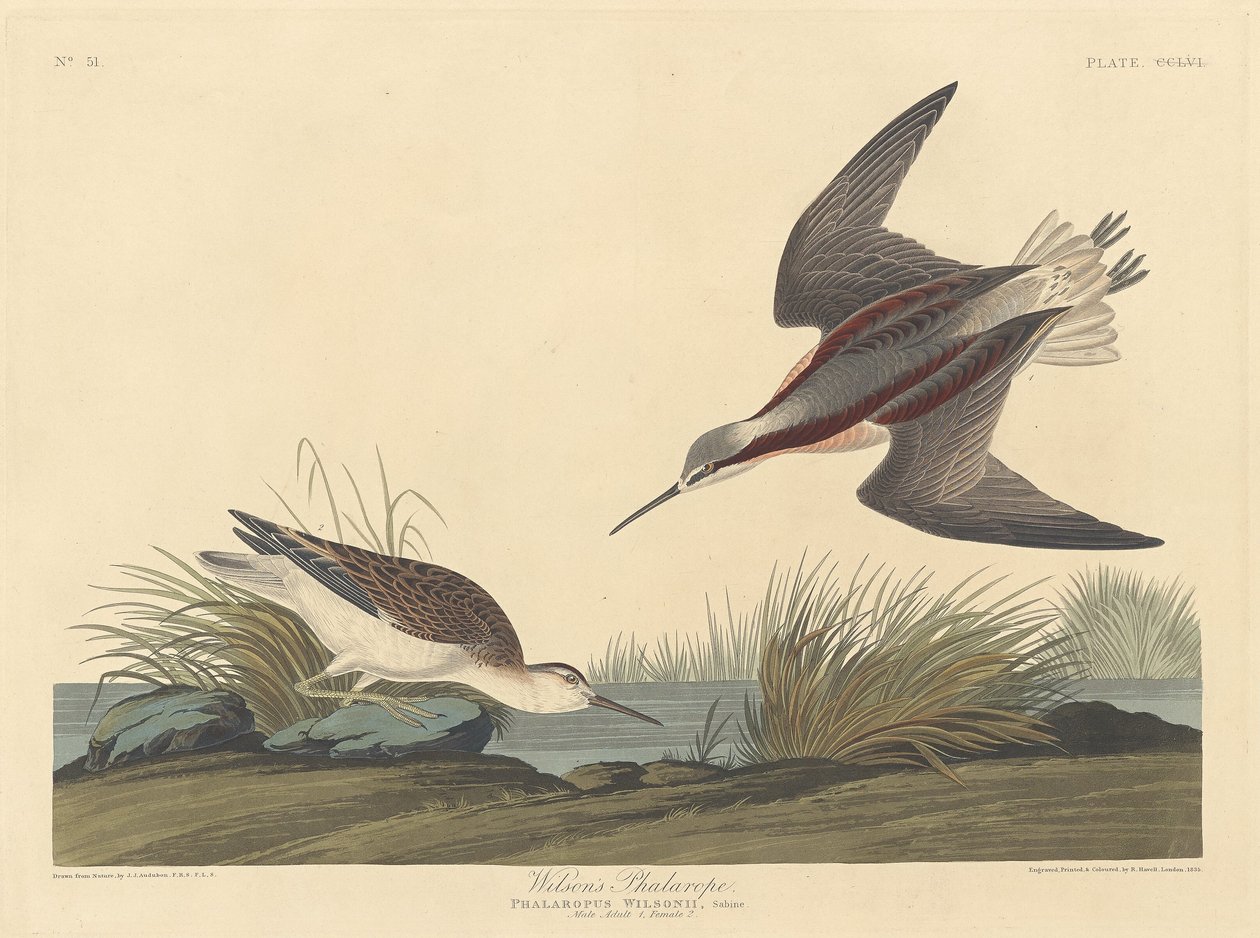 Falaropo de Wilson de Robert Havell after John James Audubon