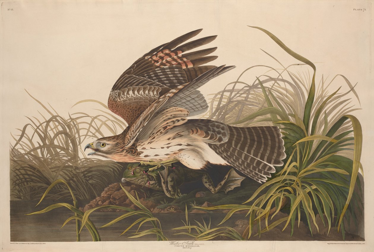 Falcão de inverno de Robert Havell after John James Audubon