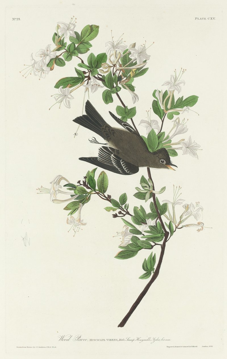 Wood Pewee de Robert Havell after John James Audubon