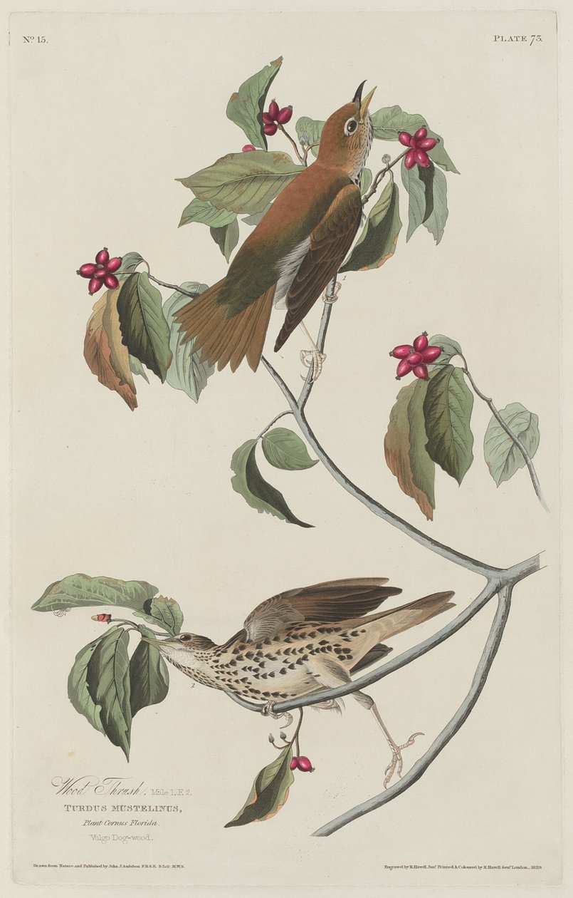 Tordo de madeira de Robert Havell after John James Audubon