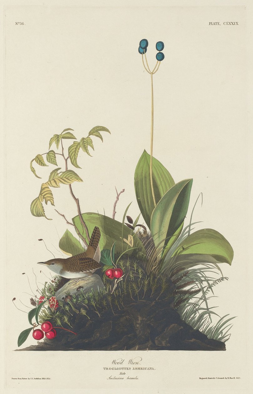 carriça de madeira de Robert Havell after John James Audubon