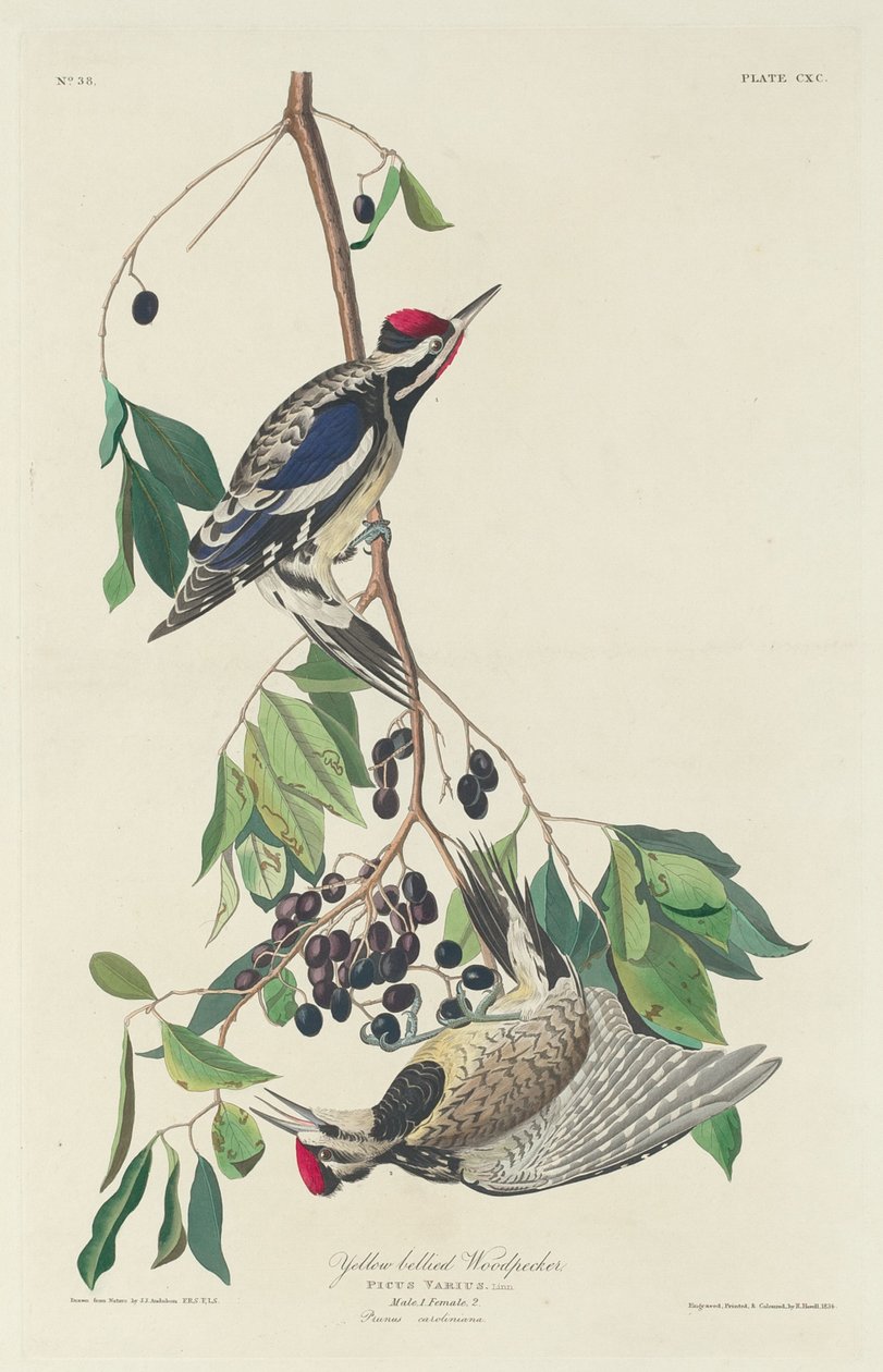 Pica-pau de barriga amarela de Robert Havell after John James Audubon