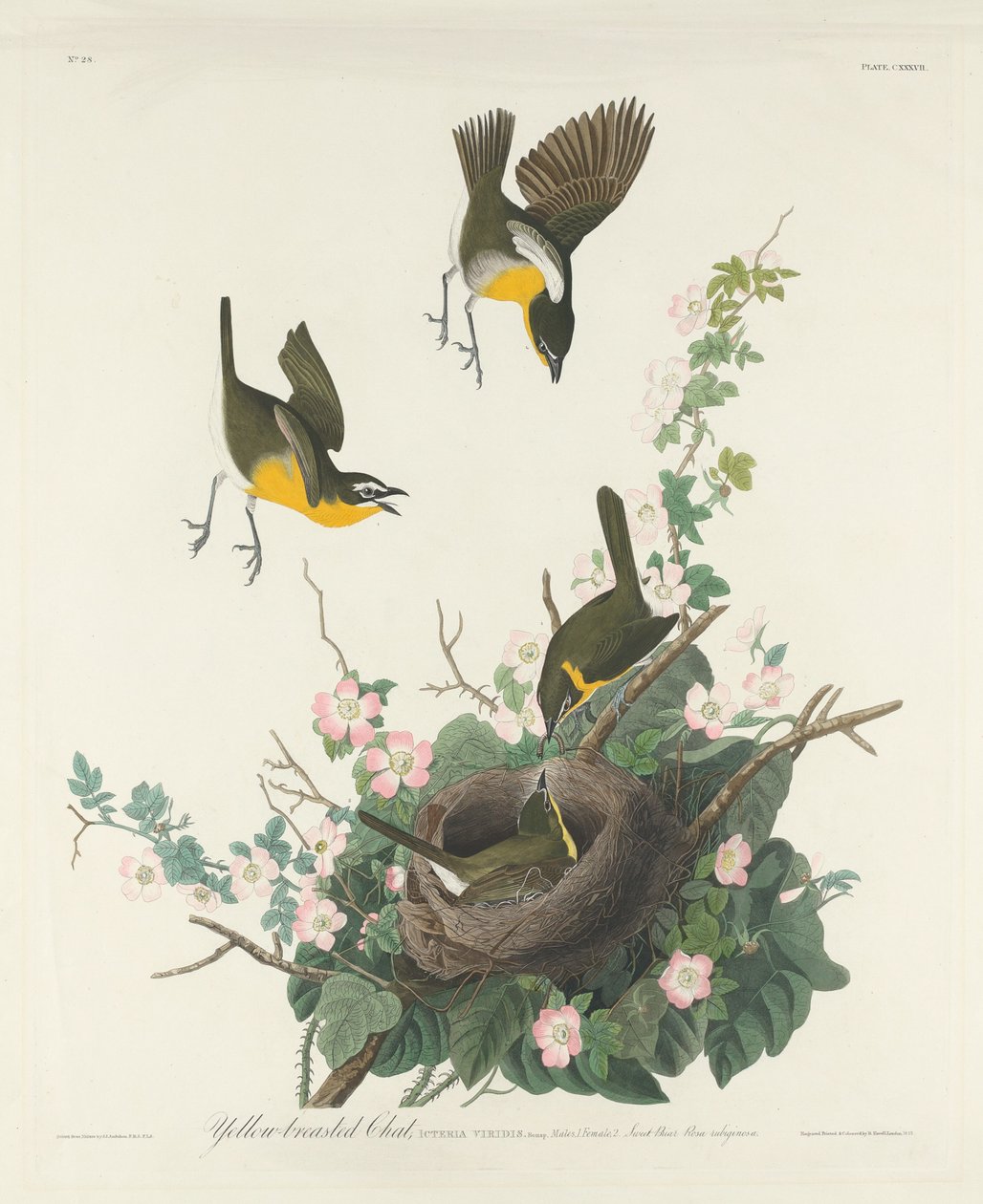 Bate-papo de peito amarelo de Robert Havell after John James Audubon