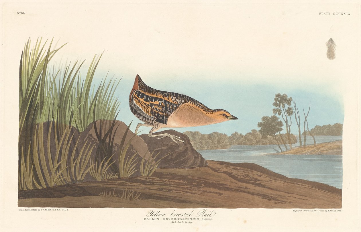 Trilho de peito amarelo de Robert Havell after John James Audubon