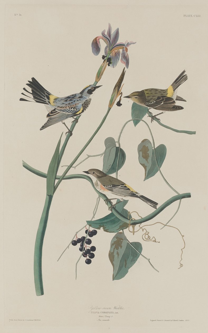Toutinegra-de-coroa-amarela de Robert Havell after John James Audubon