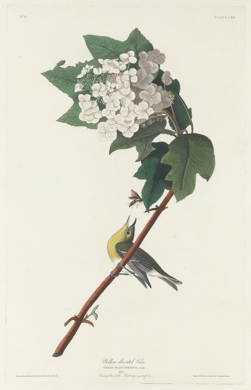 Viro de garganta amarela de Robert Havell after John James Audubon