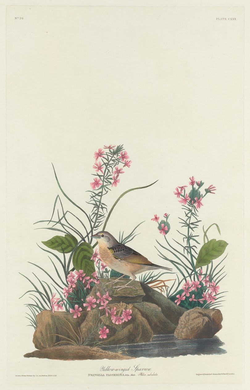 Pardal de asas amarelas de Robert Havell after John James Audubon