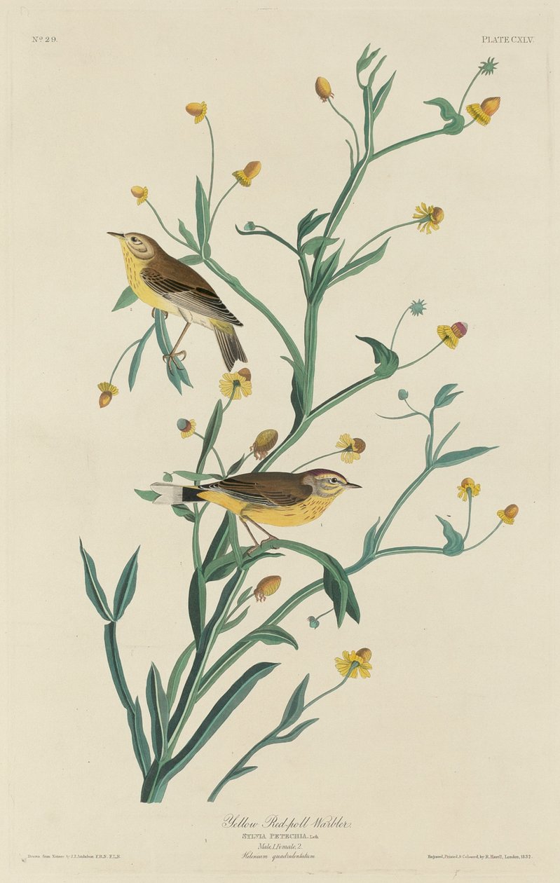 Toutinegra-vermelha amarela de Robert Havell after John James Audubon