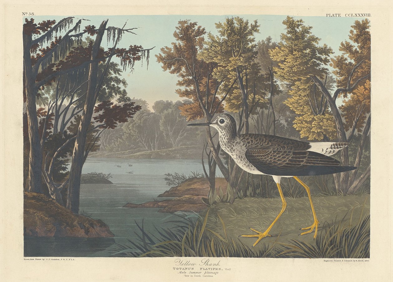 Haste Amarela de Robert Havell after John James Audubon