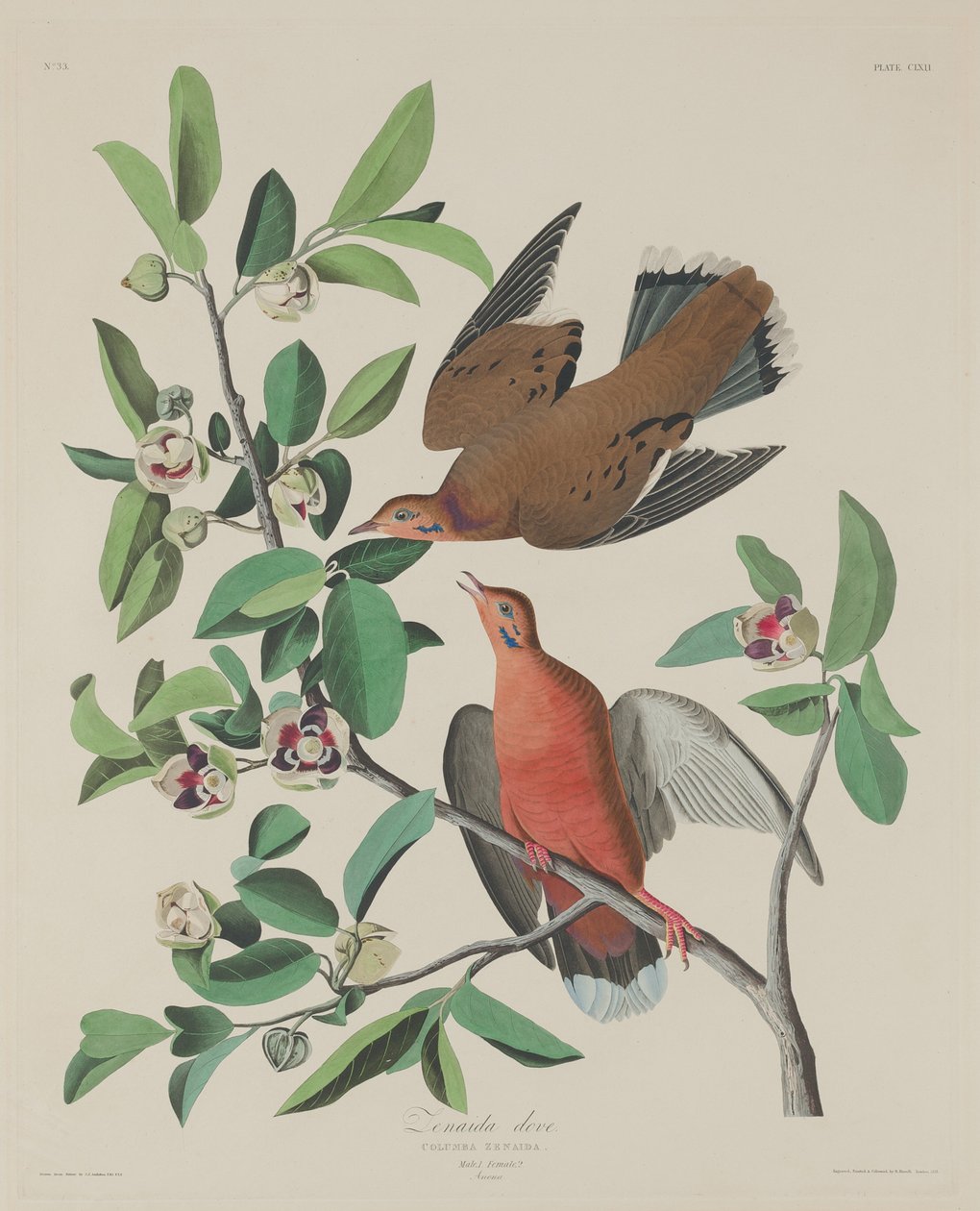 Pomba Zenaida de Robert Havell after John James Audubon