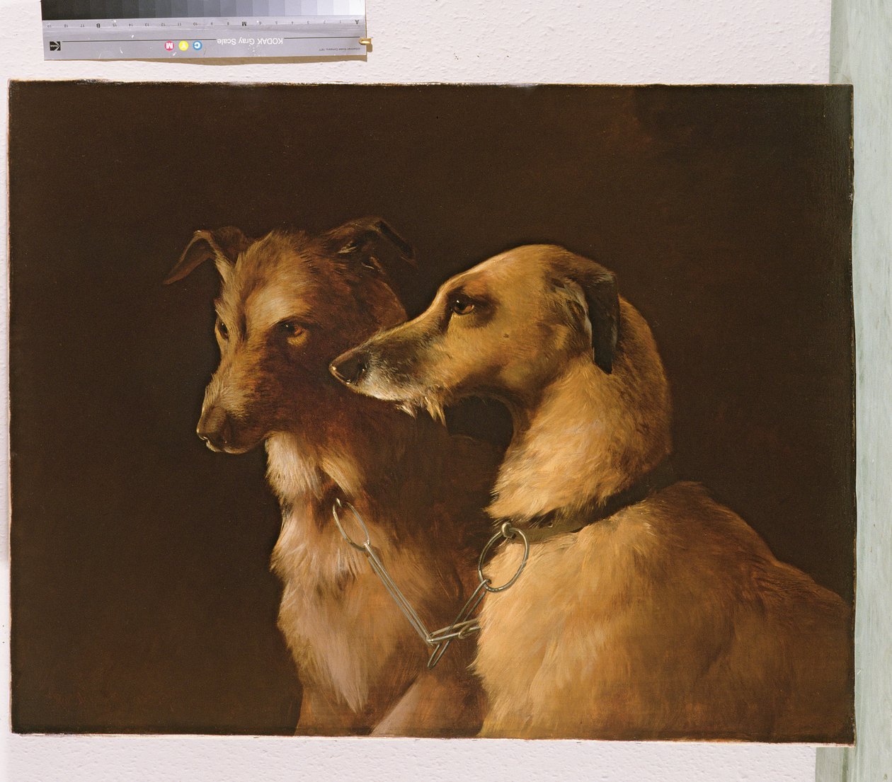 Cães de veado de Robert Henry Roe
