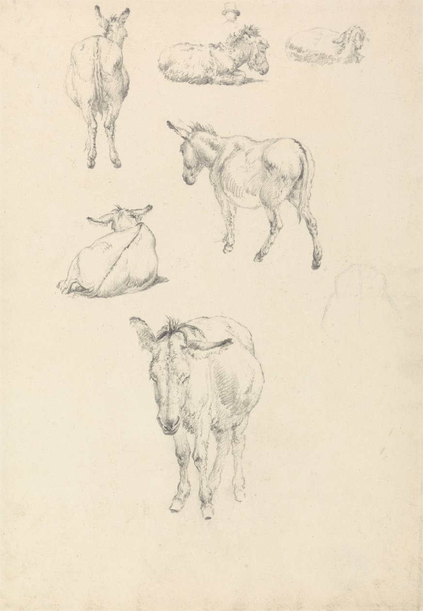 Um Burro, Seis Estudos: Deitado, Andando, Em Pé, Sentado de Robert Hills