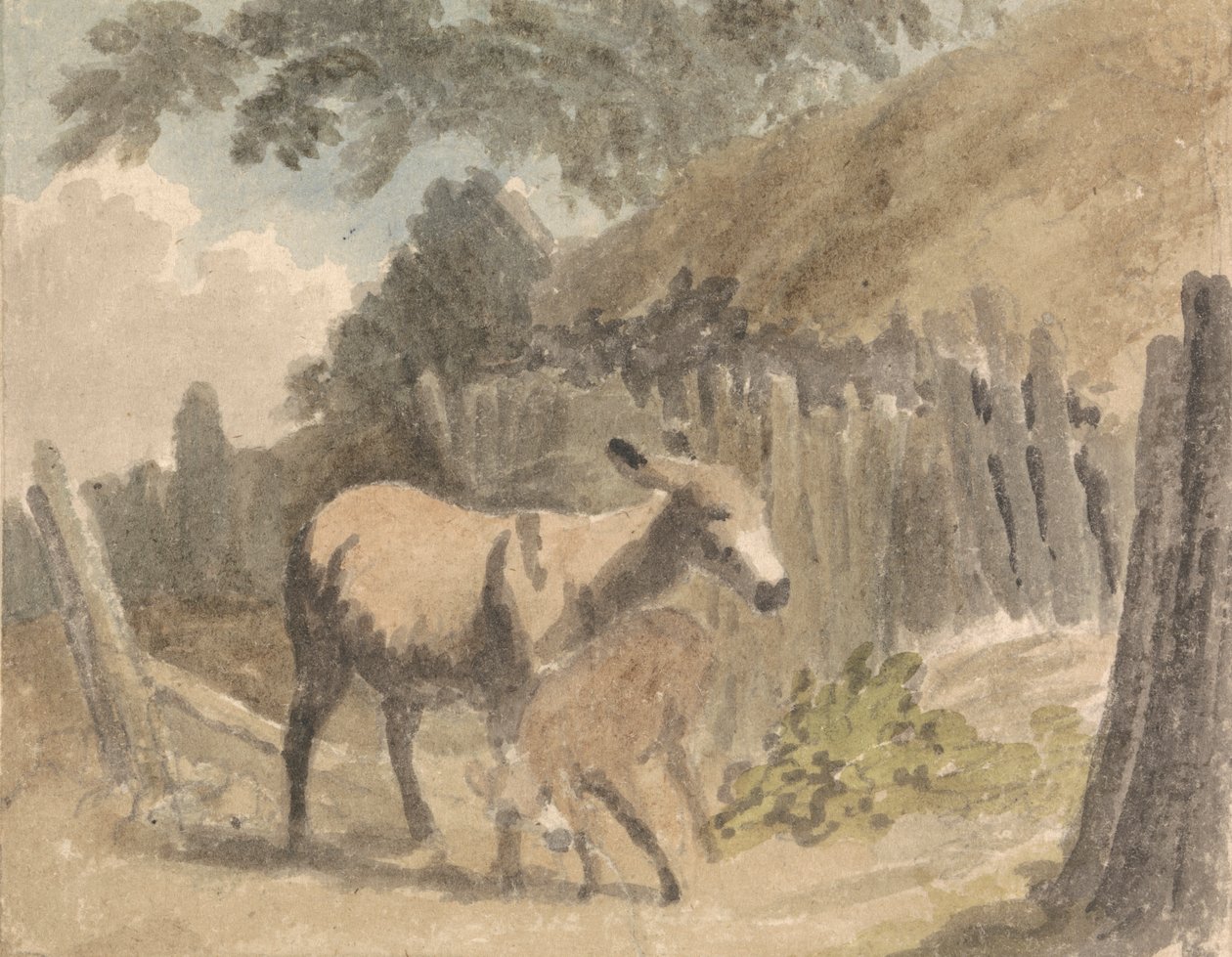 Um burro e um potro de Robert Hills