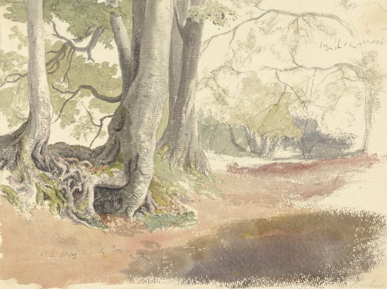 Faia Árvores de Robert Hills