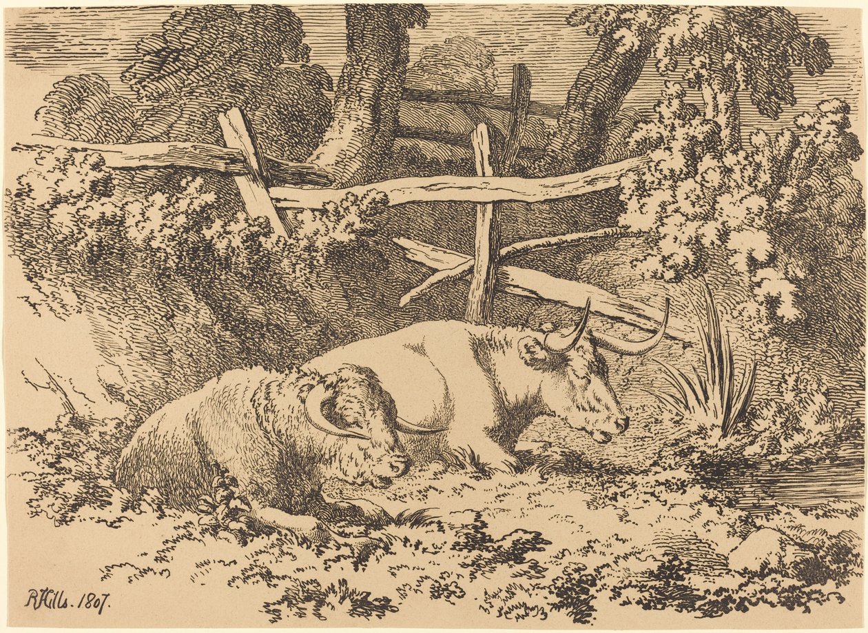 Gado descansando de Robert Hills