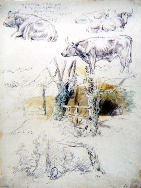 Estudos de Bovinos de Robert Hills