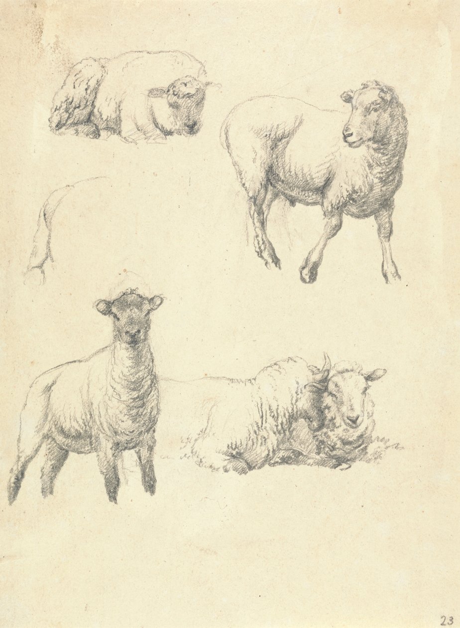 Ovelhas de Robert Hills
