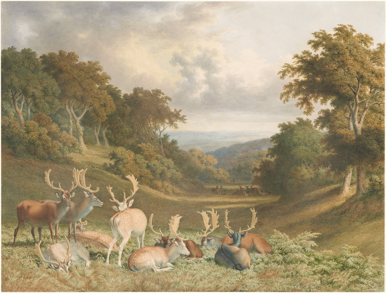 Veados no parque de Knole, Kent de Robert Hills