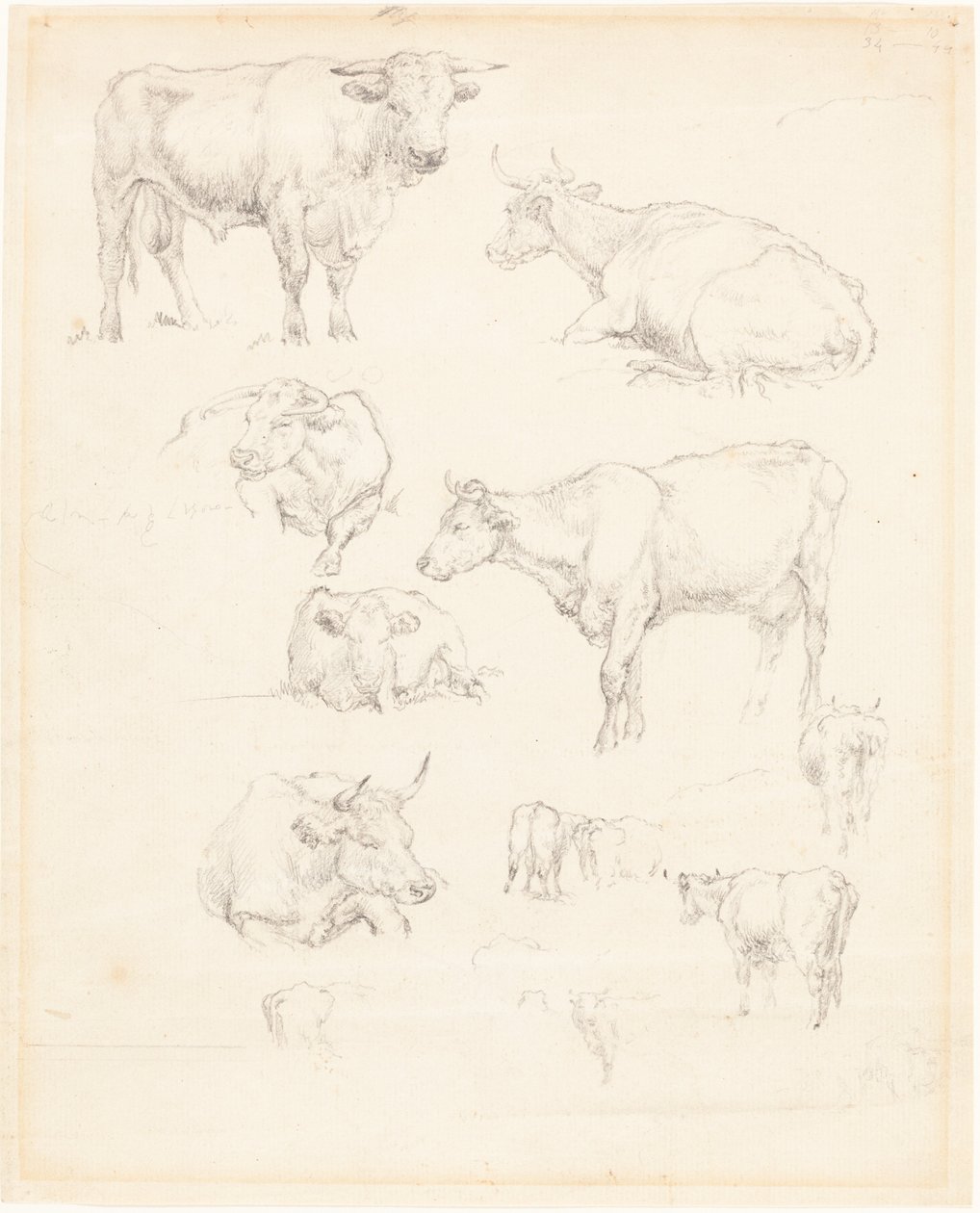 Estudos de Gado de Robert Hills