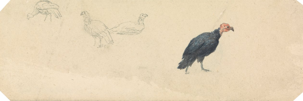 Estudos de uma Turquia de Robert Hills