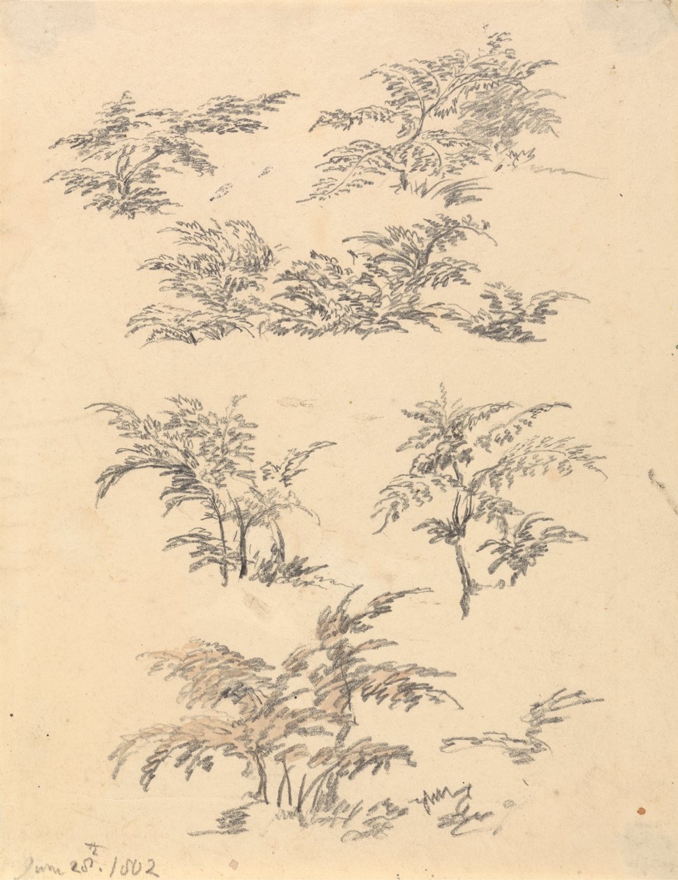 Estudo de Bracken de Robert Hills
