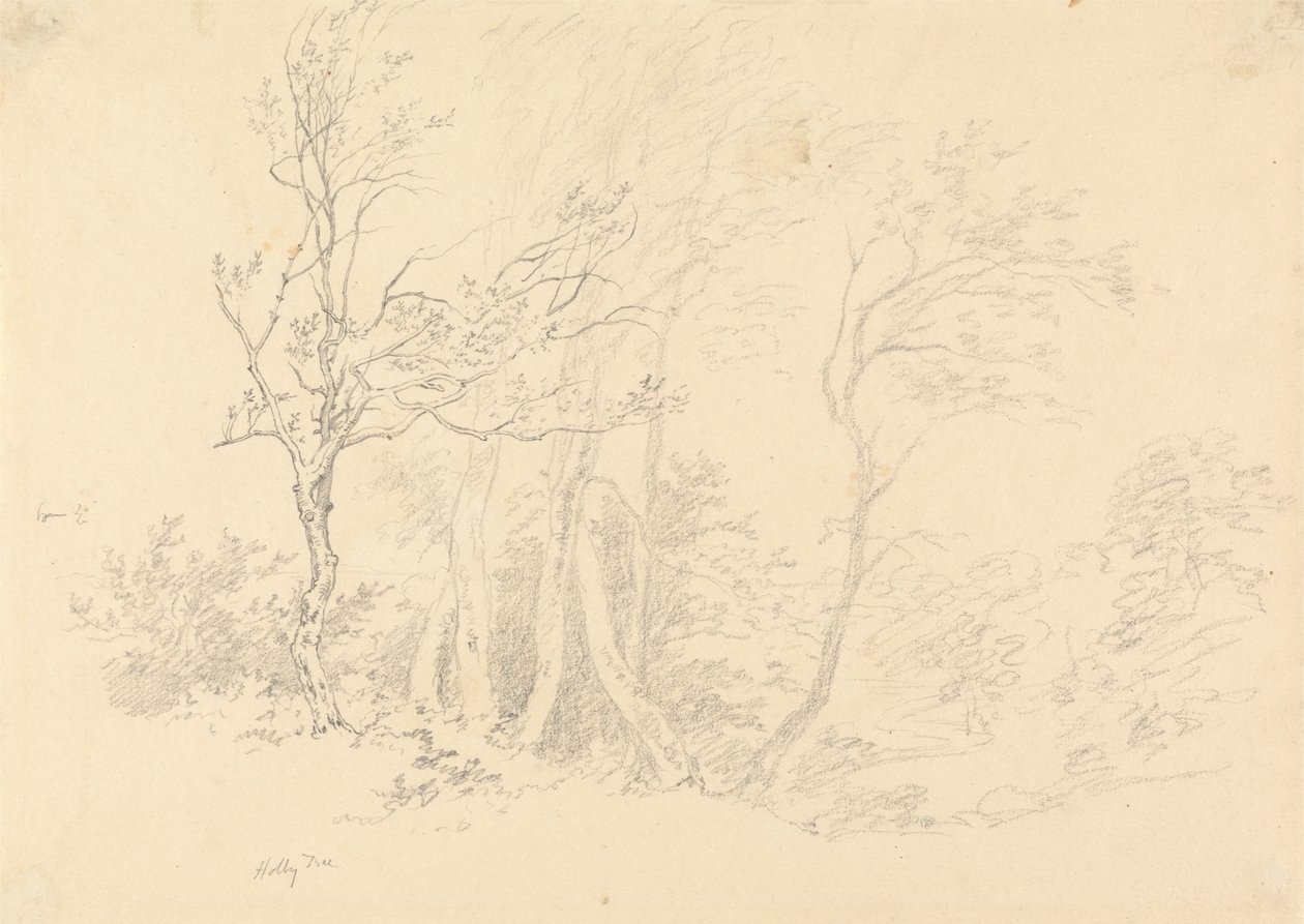 Estudo de uma azinheira de Robert Hills