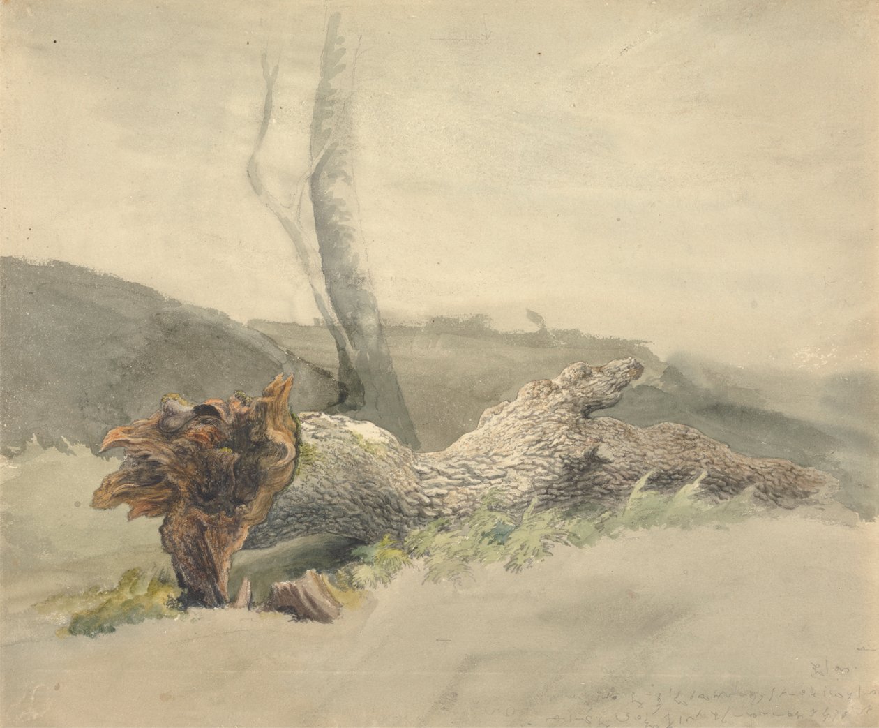 A Árvore Caída de Robert Hills